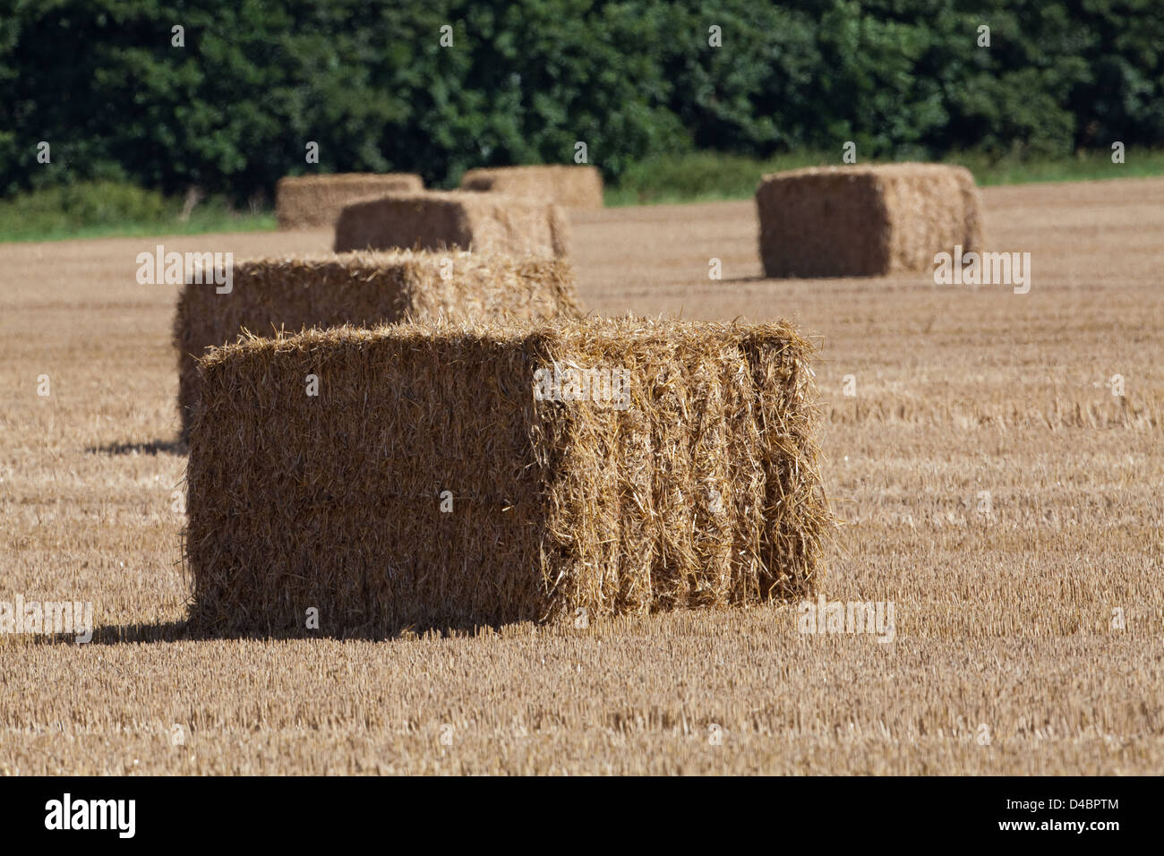 Wheat Straw Bales. Harvest time. Await collection from the field.Norfolk. UK. Stock Photo