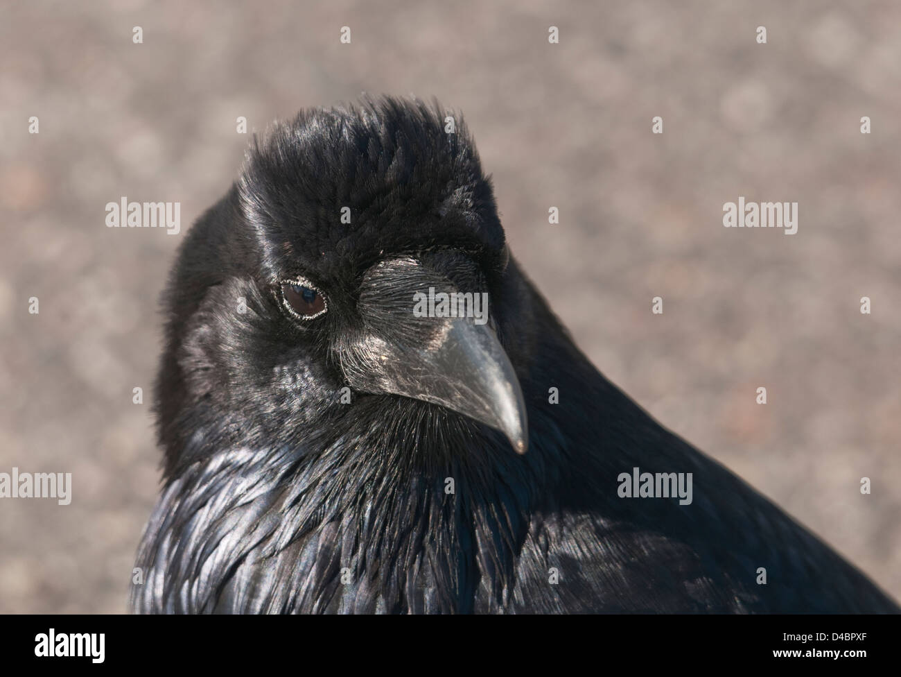 Crows head Stock Photo