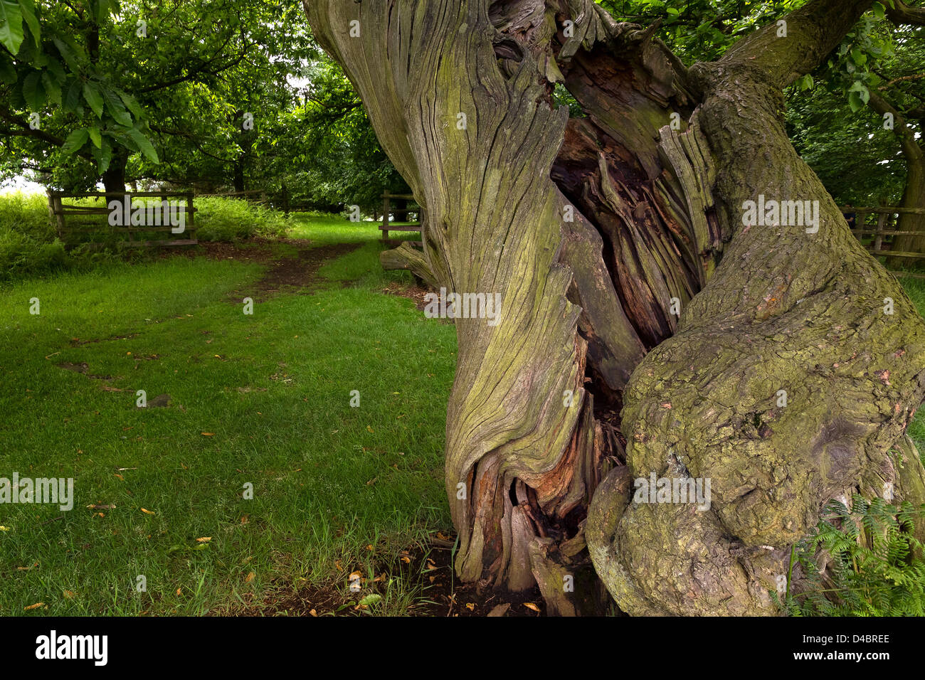 Twisted Tree Trunk Stock Photos & Twisted Tree Trunk Stock Images Alamy