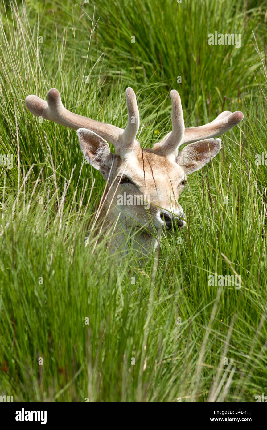 Young Fallow deer (Dama dama) buck with velvet covered antlers hiding in long grass,  Charnwood Forest, Leicestershire, England, UK Stock Photo