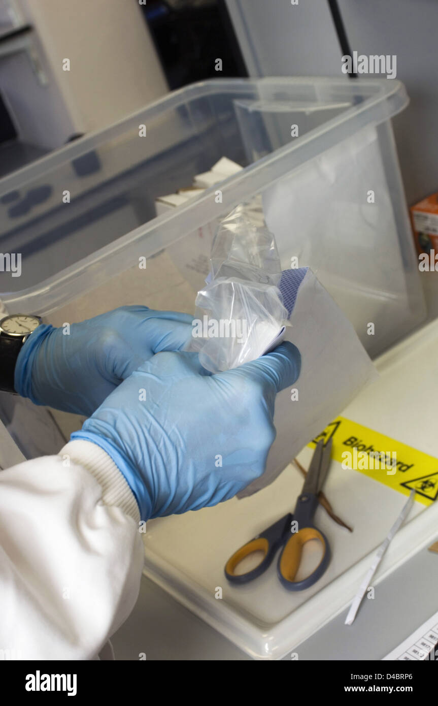 The lab has just 30 hours to test the samples Stock Photo Alamy