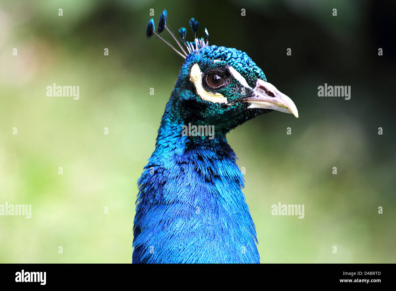 Closeup of a colorful peacock (Pavo cristatus) Stock Photo