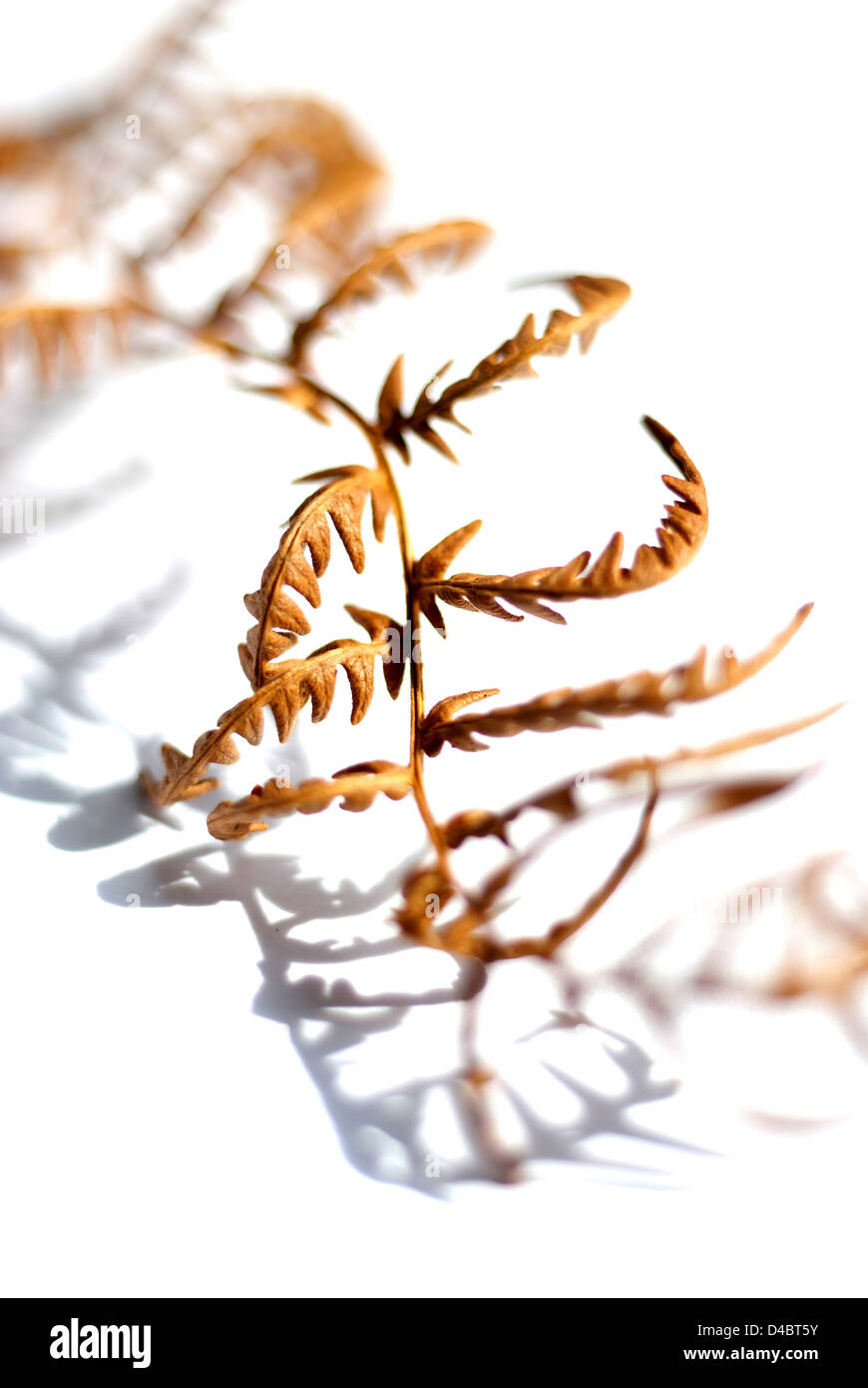 Dried fern frond Stock Photo - Alamy
