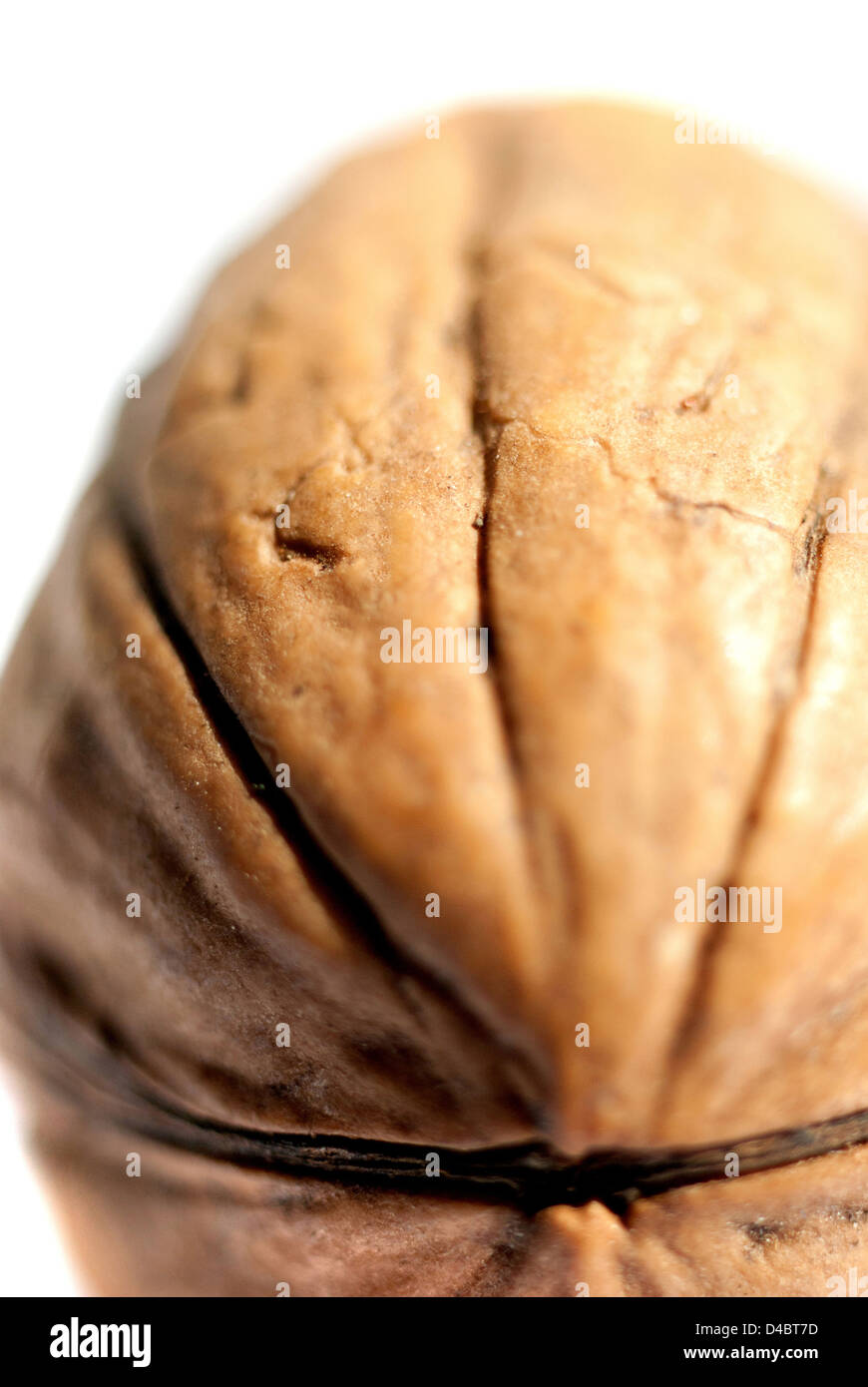 Walnut nut nutshell nutty shell Stock Photo Alamy
