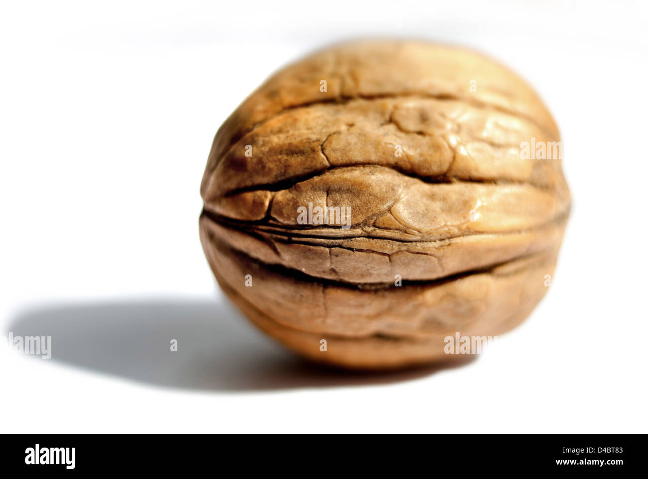 Walnut nut nutshell nutty shell Stock Photo Alamy