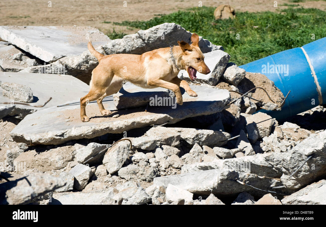 March 01, 2013 - Santa Paula, CA, US - Taylor attacks the rubble pile in search of a ''victim'' hidden in one of several barrels scattered among the debris during training at the Search Dog Foundation Training Center.  Taylor's reward for finding the person will be a treat and a game of tug-of-war against his trainer with a pull toy.  The SDF is a non-profit, non-governmental organization which strengthens disaster preparedness in the US by partnering rescued dogs with firefighter handlers to find people buried alive in the wreckage of disasters.  The teams are provided at no cost to fire depa Stock Photo