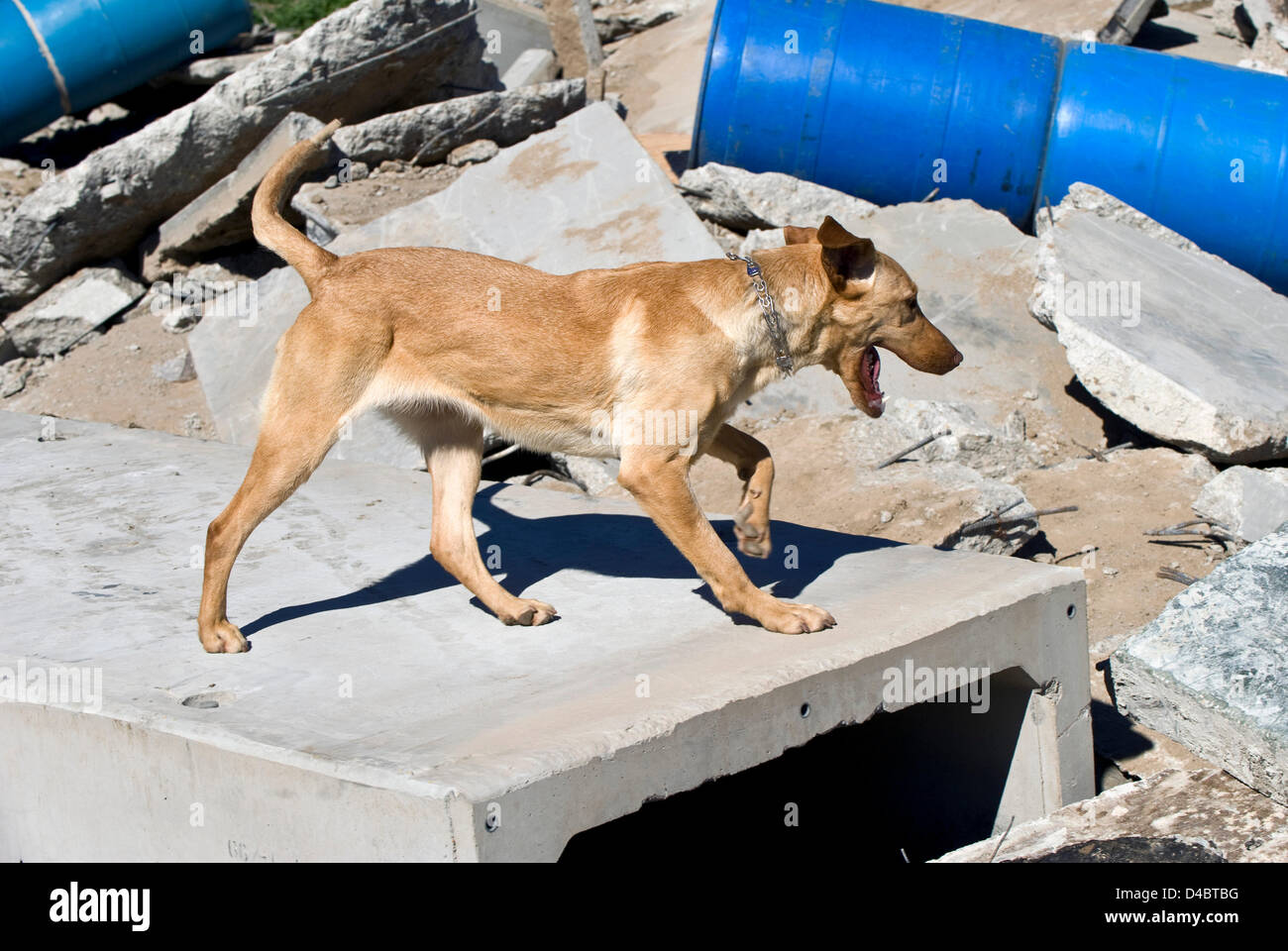 March 01, 2013 - Santa Paula, CA, US - Taylor attacks the rubble pile in search of a ''victim'' hidden in one of several barrels scattered among the debris during training at the Search Dog Foundation Training Center.  Taylor's reward for finding the person will be a treat and a game of pull toy tug-of-war with his trainer.  The SDF is a non-profit, non-governmental organization which strengthens disaster preparedness in the US by partnering rescued dogs with firefighter handlers to find people buried alive in the wreckage of disasters.  The teams are provided at no cost to fire departments an Stock Photo