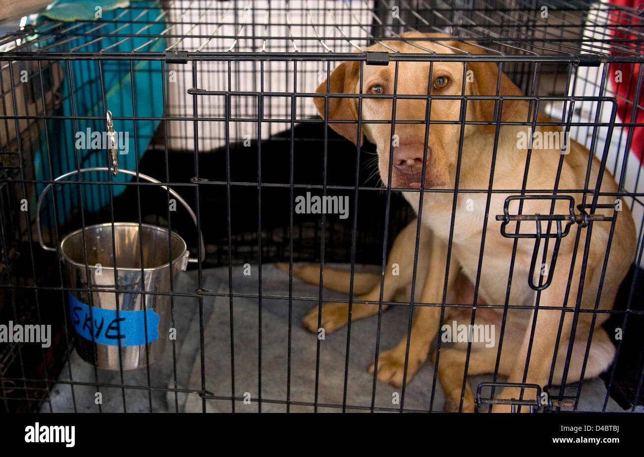 March 01, 2013 - Santa Paula, CA, US - A yellow lab named Taylor rests in his crate after a successful training session searching for a ''victim'' hidden in one of several barrels scattered among the broken concrete rubble pile at the Search Dog Foundation Training Center.  Taylor's reward for finding the person was a treat and a game of pull toy tug-of-war with his trainer.  The SDF is a non-profit, non-governmental organization which strengthens disaster preparedness in the US by partnering rescued dogs with firefighter handlers to find people buried alive in the wreckage of disasters.  The  Stock Photo
