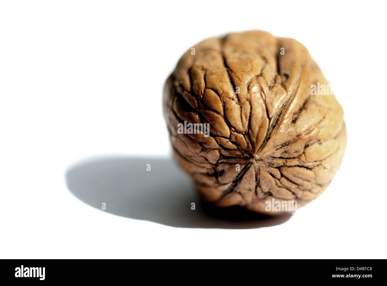 Walnut nut nutshell nutty shell Stock Photo Alamy
