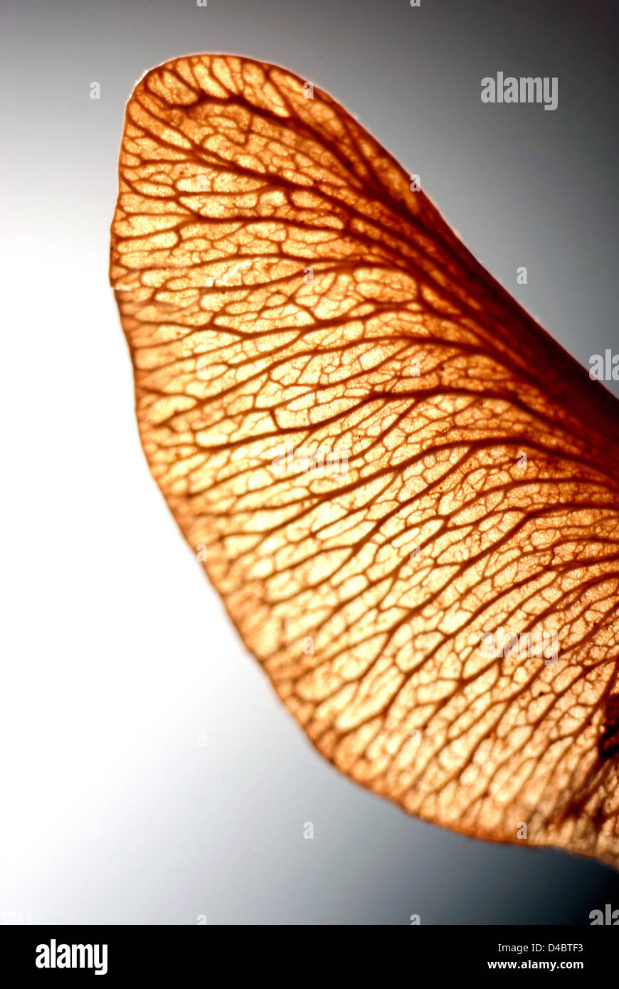 Winged Sycamore seed Stock Photo