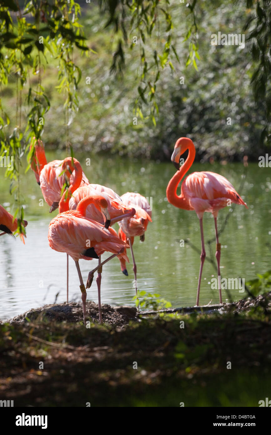 American, Caribbean, Cuban or Rosy Flamingos (Phoenicopterus ruber ruber). Richly coloured American race of the Greater Flamingo. WHIPSNADE  ZOO. UK. Stock Photo