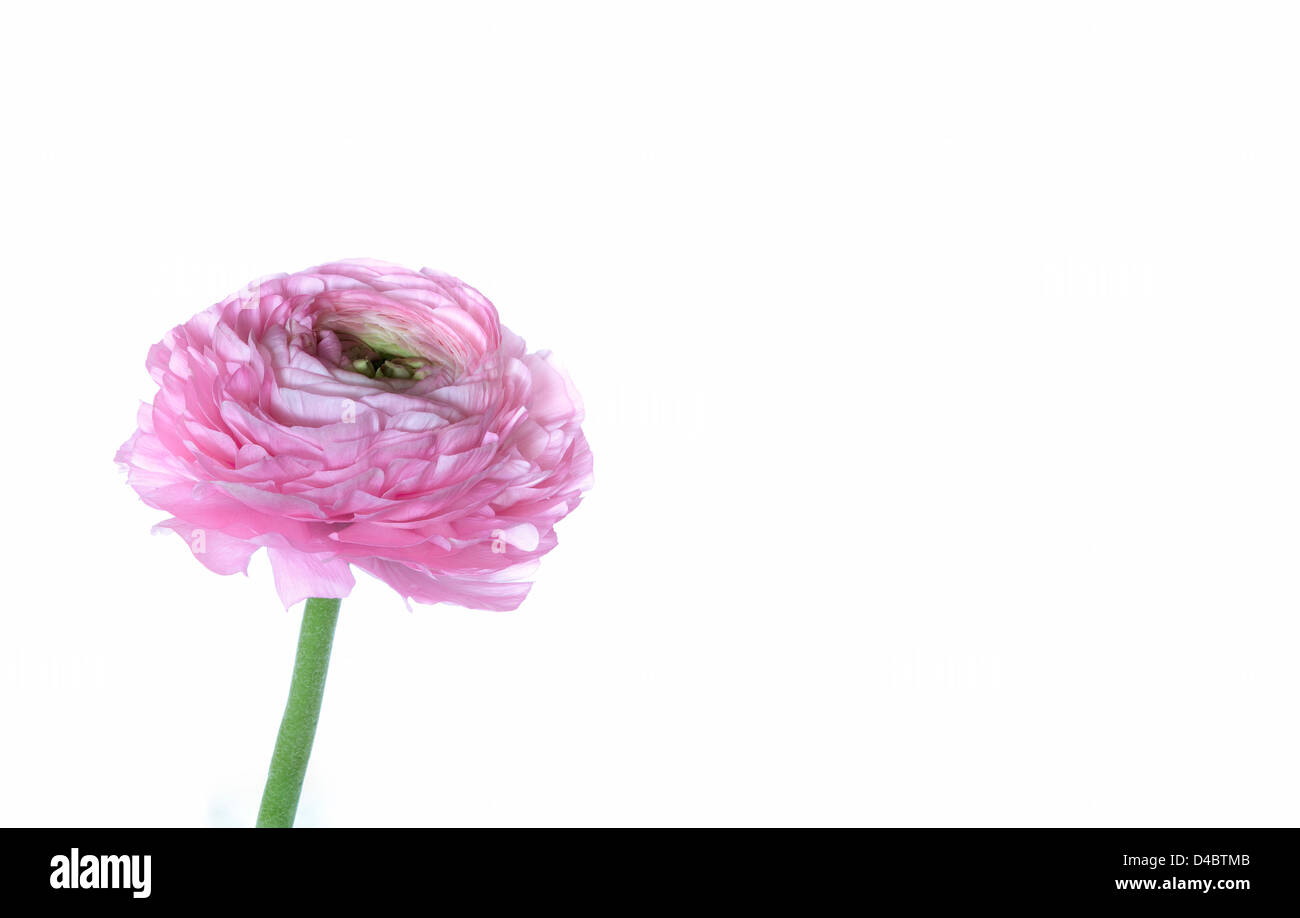 Buttercup flower. Stock Photo