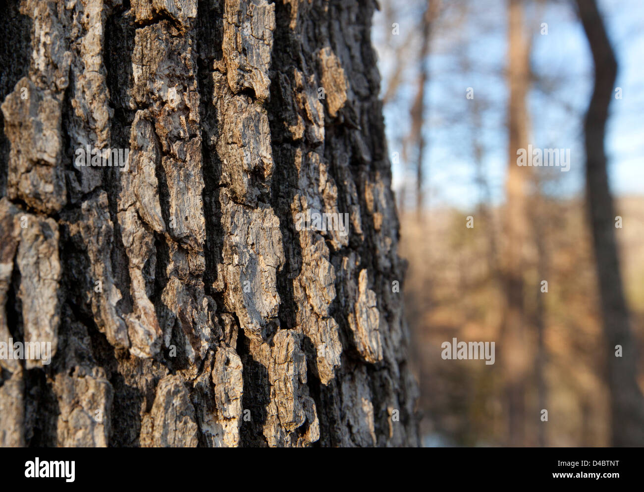 A detail of tree bark. Stock Photo