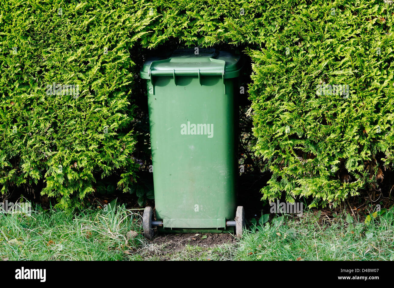 A wheelie bin in a hole in a hedge Stock Photo