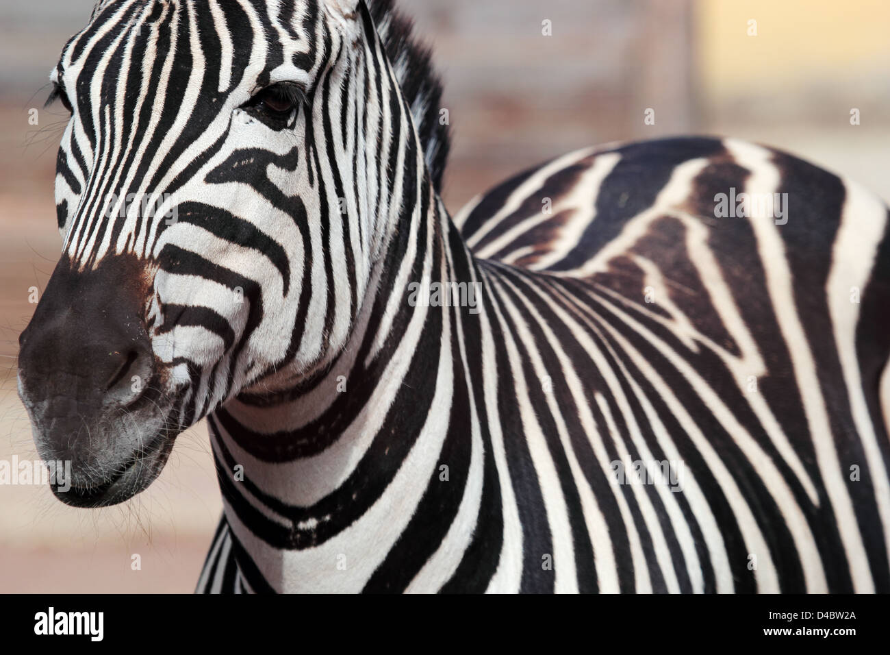 A portrait of a striped zebra Stock Photo - Alamy