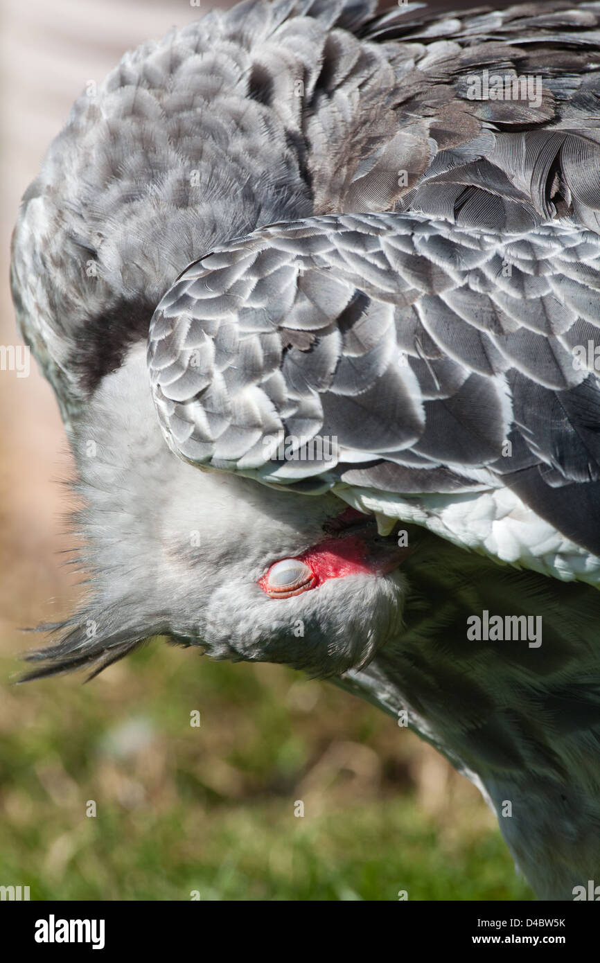 Southern or Crested Screamer (Chauna torquata). Bird preening with head under right wing, nictitating drawn for protection. Stock Photo