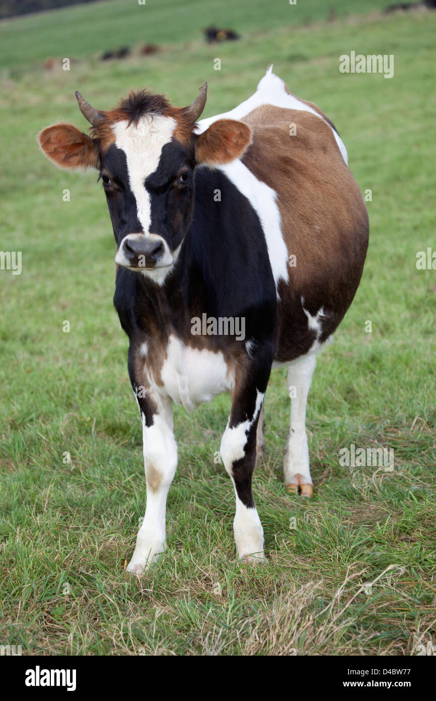Jersey cows horns hires stock photography and images Alamy