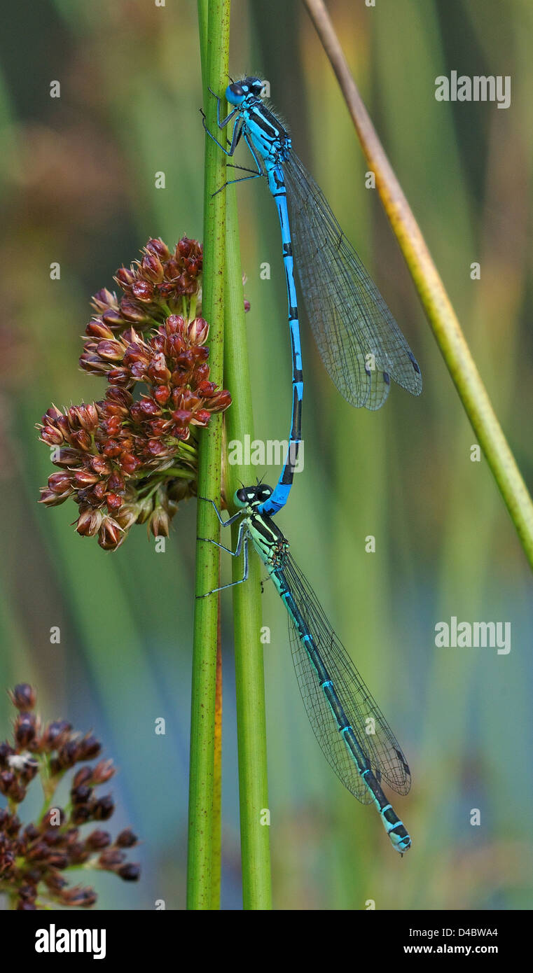 Damselfly Enallagma cyathigerum Mating Stock Photo - Alamy