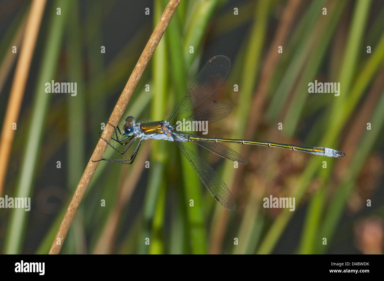 Damselfly Lestes Sponsa on grass Stock Photo - Alamy