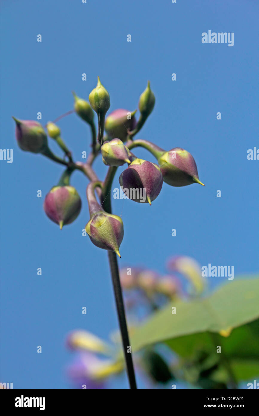 Seeds of Obscure Morning Glory, Ipomoea obscura Stock Photo