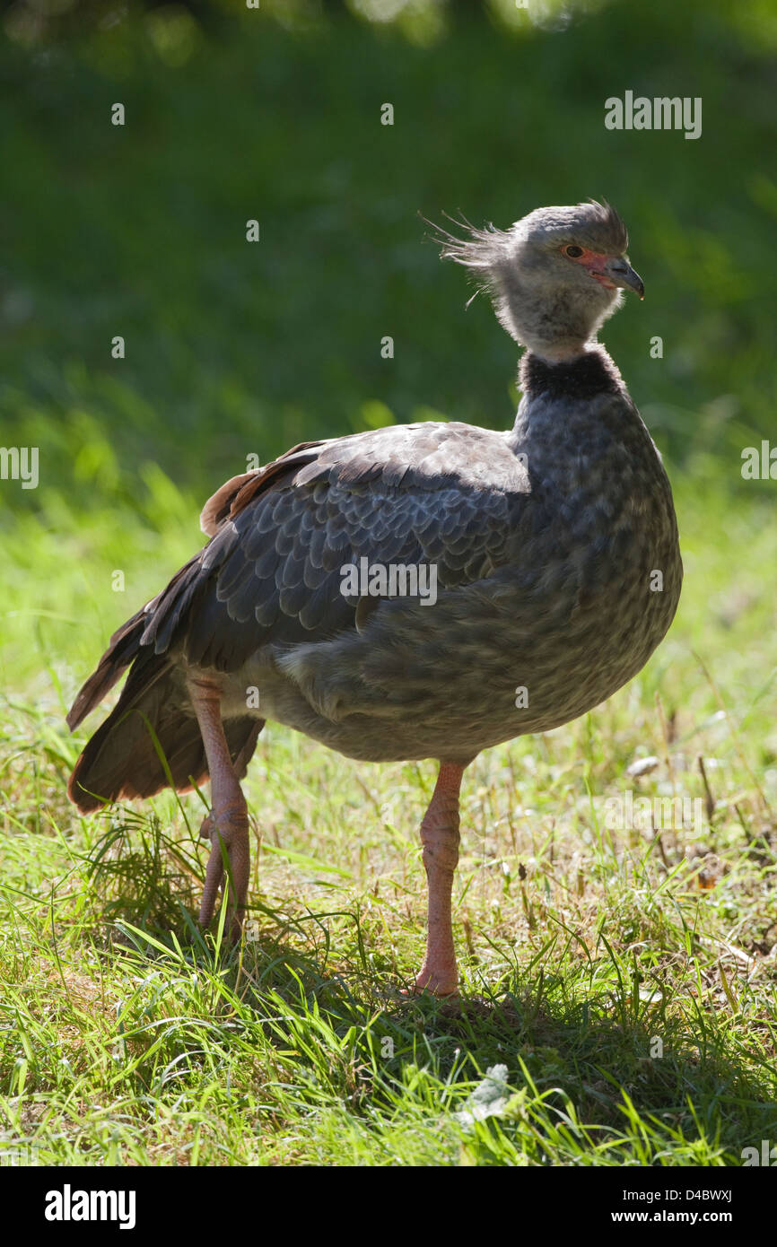 Crested or Southern Screamer Chauna torquata. Profile, standing on one leg, at rest. Stock Photo