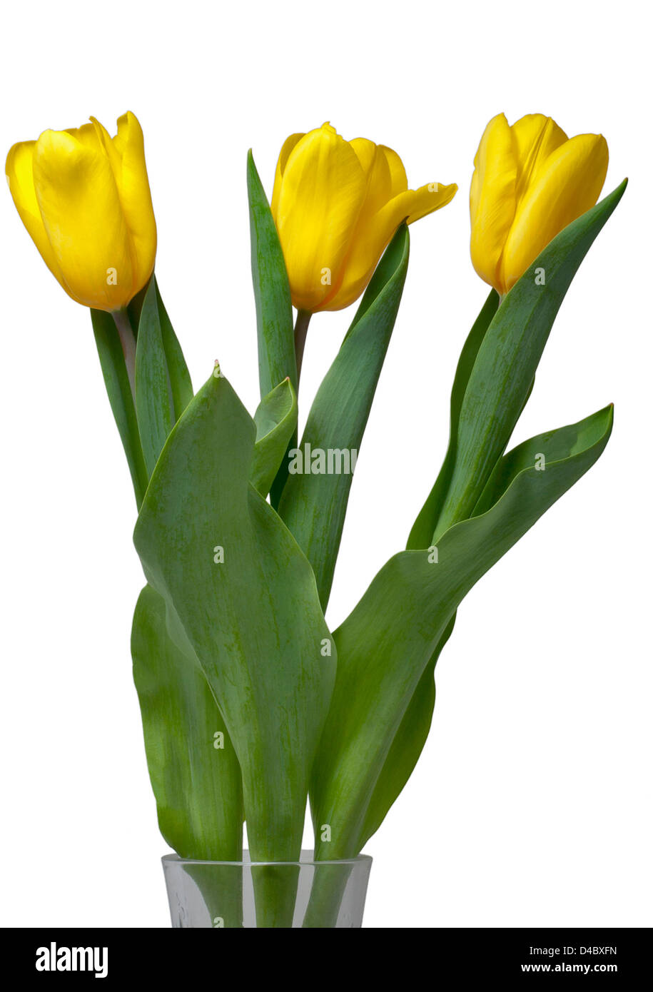 yellow tulip flowers in glass vase isolated on white background Stock ...