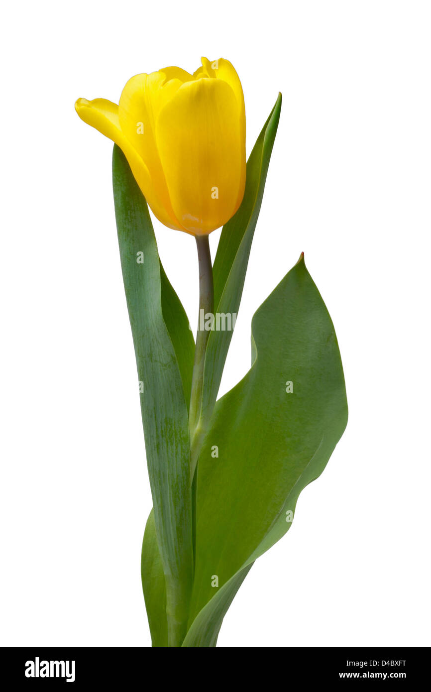 yellow tulip flower isolated on white background Stock Photo - Alamy