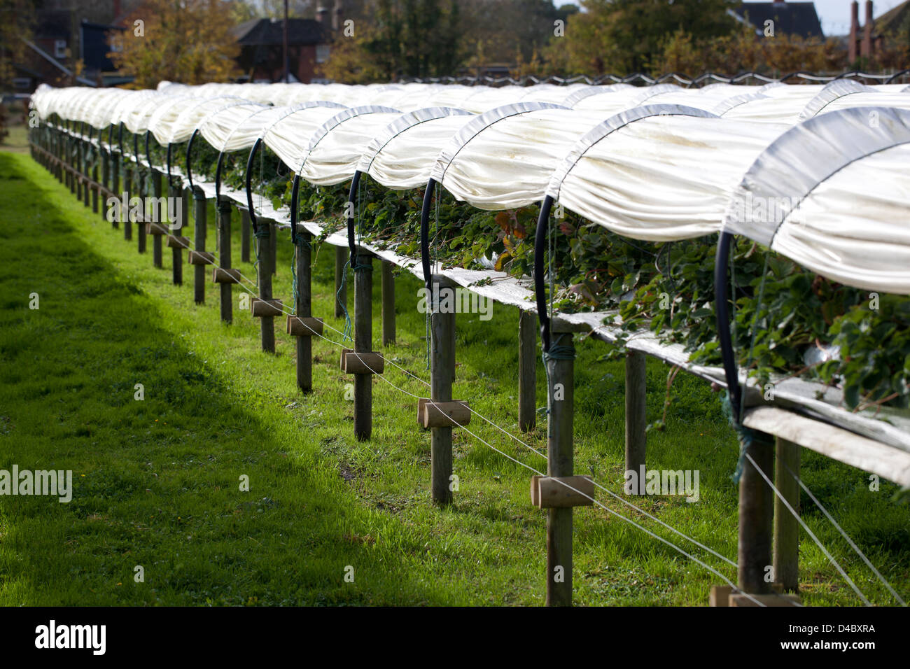 Vegetable plants garden centre hi-res stock photography and images - Alamy