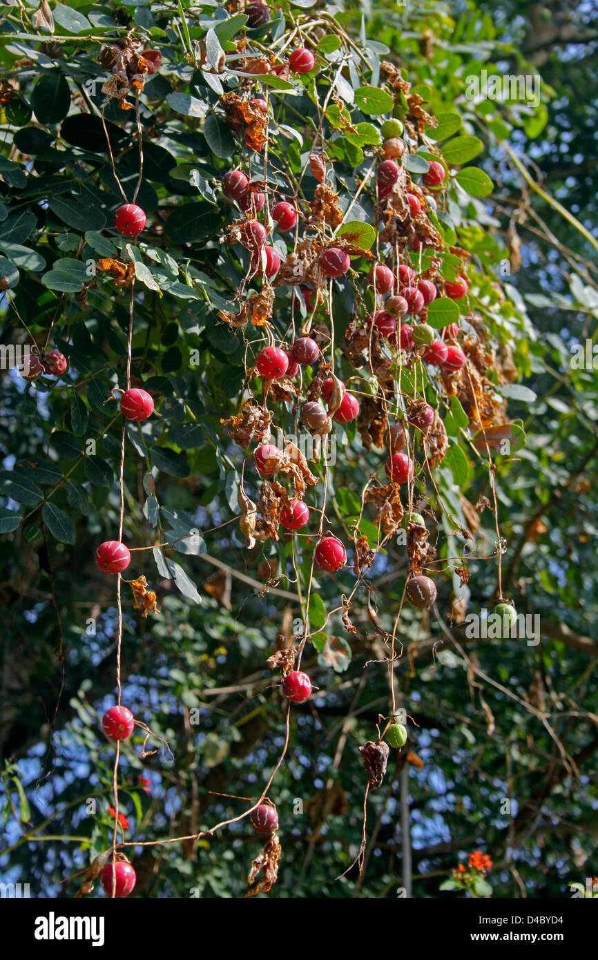 Lollipop Climber, Marble Vine, Diplocyclos palmatus, India Stock Photo