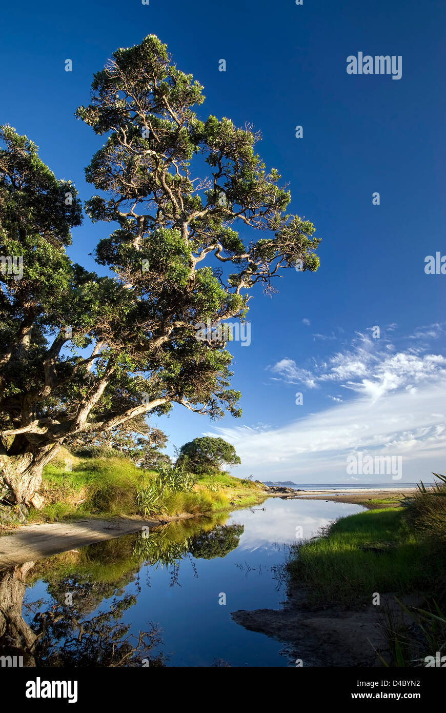 River flowing to the sea, with large Pohutukawa tree. North island, New Zealand Stock Photo