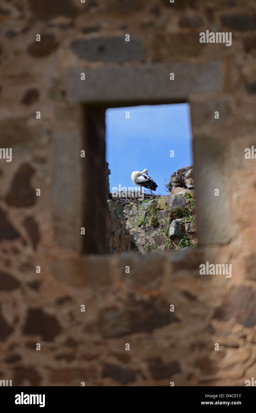 Storks have their nests on top of Valdecorneja Castle, from XII-XIV Century, El Barco de Avila, Spain. Stock Photo