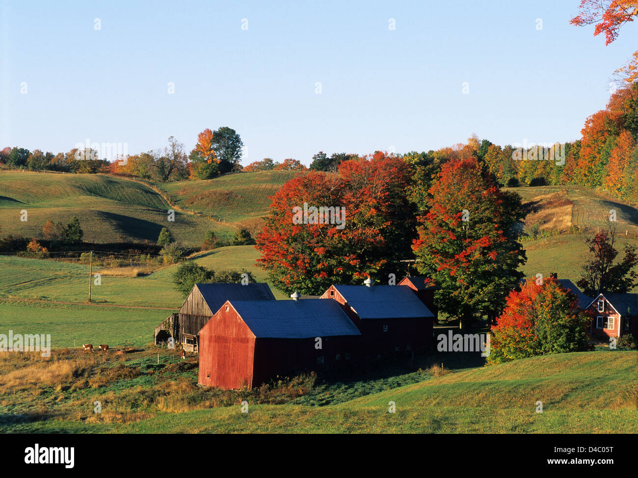 Elk280-1407 Vermont, South Woodstock, Jenne Farm, with autumn foliage Stock Photo