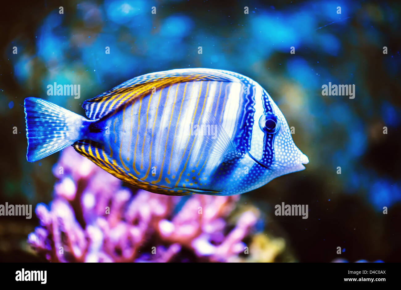 Tropical Fish Stock Photo
