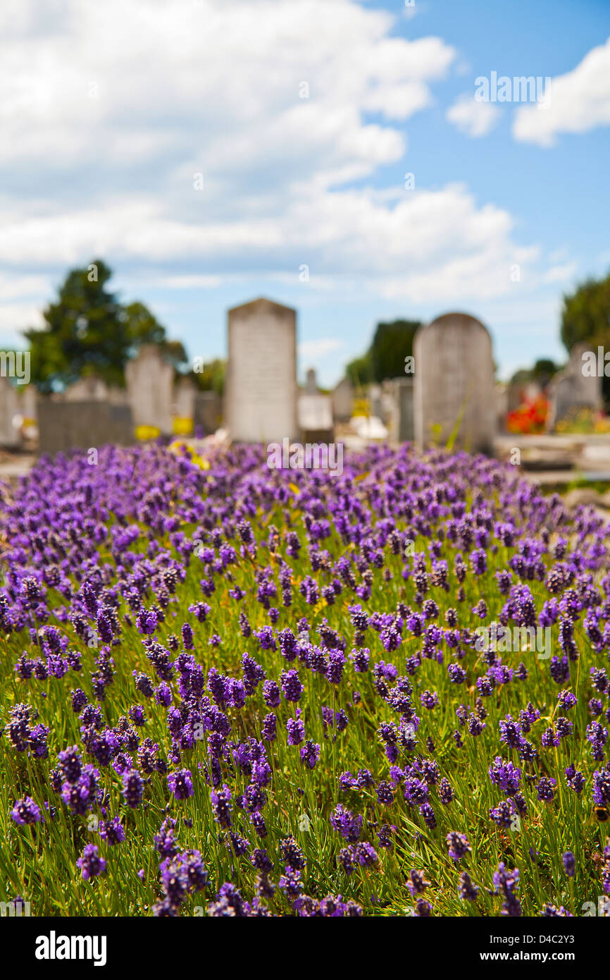 Colourful Lavender bushes with purple flowers growing near headstones in a cemetery. Stock Photo
