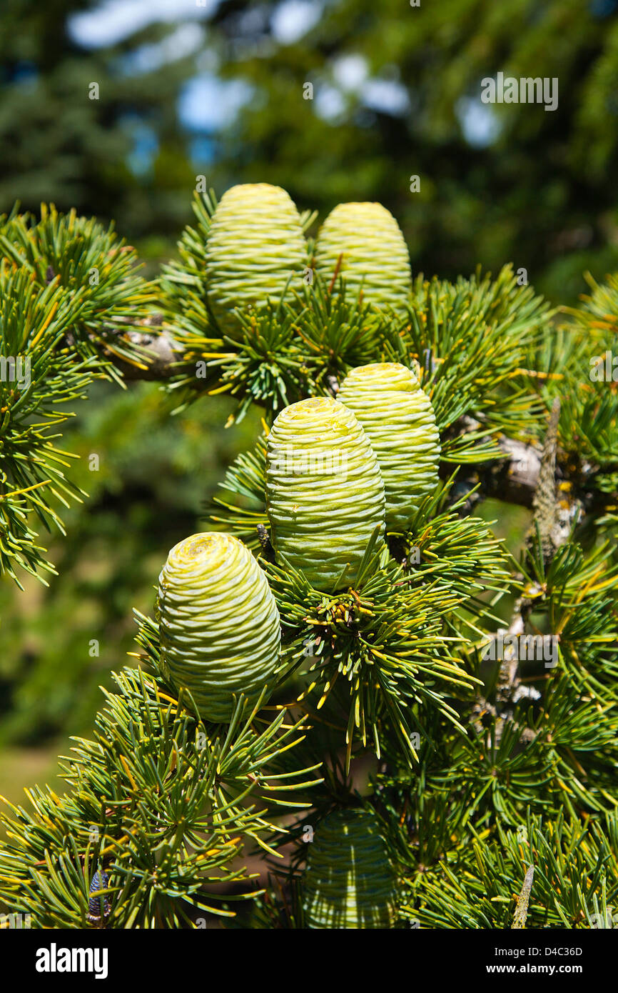 A group of Atlas cedar cones on a tree. Canterbury, South Island, New Zealand. Summer. Stock Photo