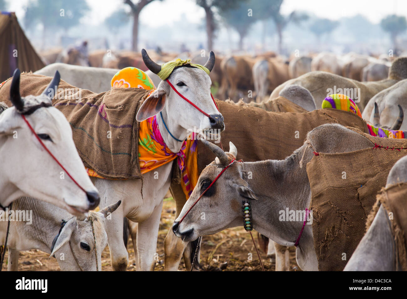 Nagaur Cattle Fair, Nagaur, Rajasthan, India Stock Photo 54355850 Alamy