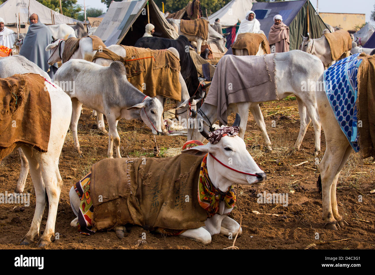 Nagaur Cattle Fair, Nagaur, Rajasthan, India Stock Photo - Alamy Nagaur Cattle Fair, Nagaur, Rajasthan, India Stock Photo - Alamy