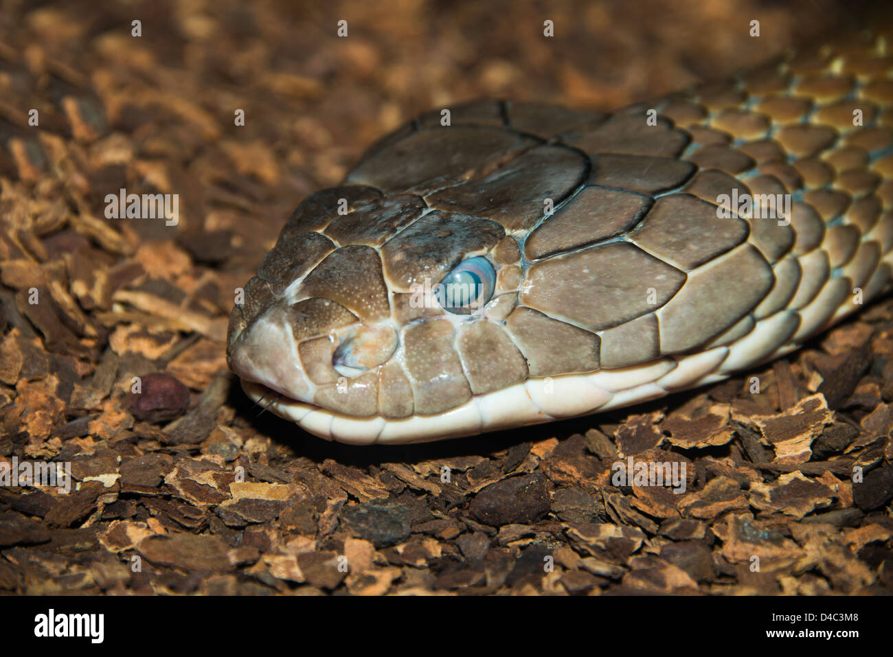 Close up of a King Cobra head. (Ophiophagus hannah) Stock Photo
