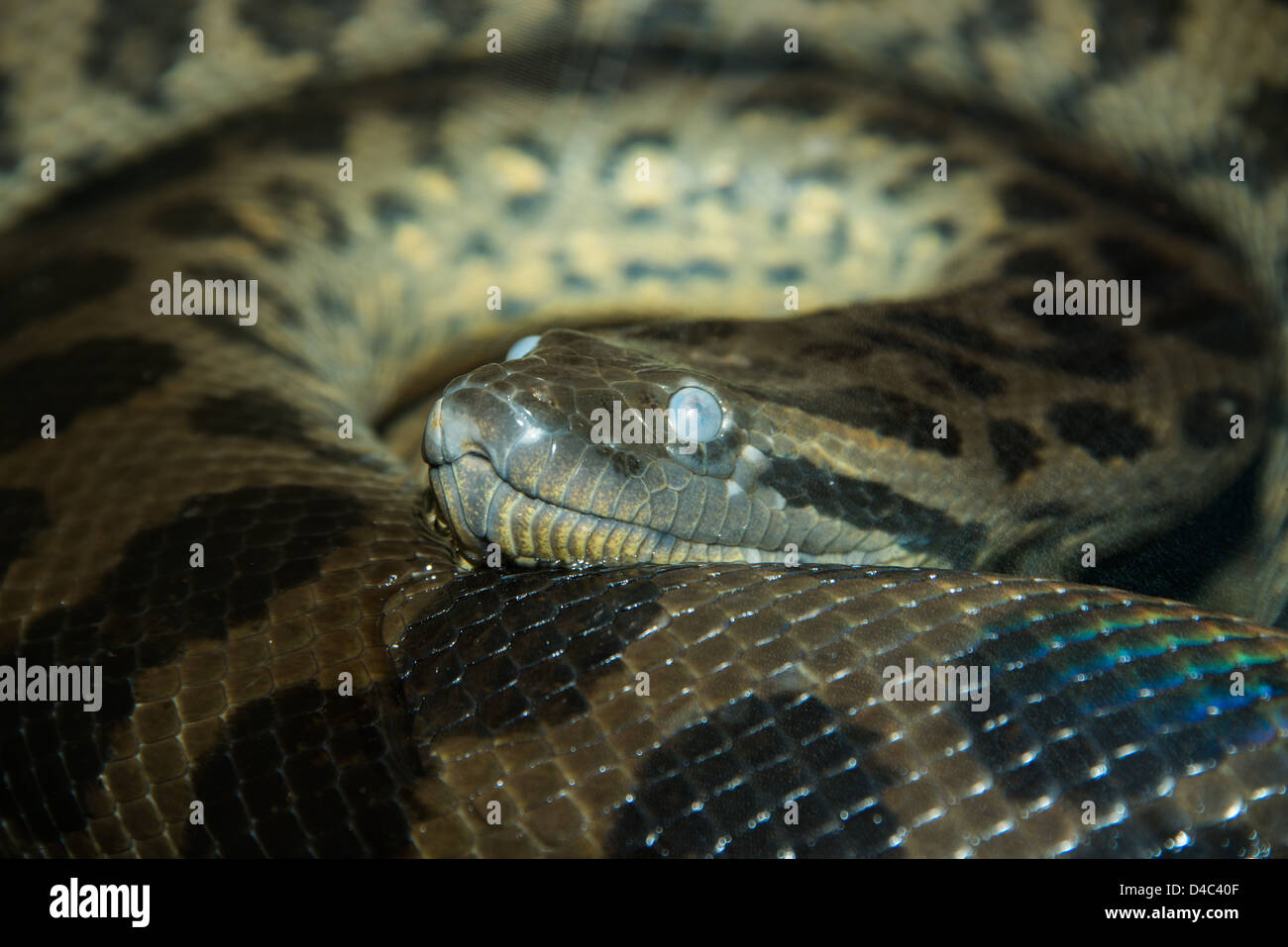 This is an image of a snake Stock Photo