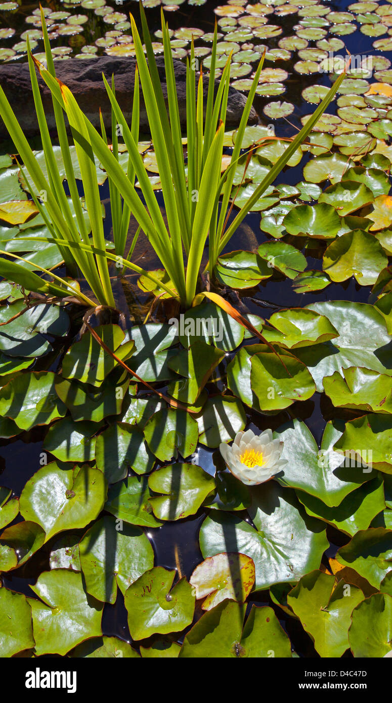 Japanese garden tree reed reeds water pond lily lilies Japanese Garden in the South Parkland's of Adelaide in South Stock Photo