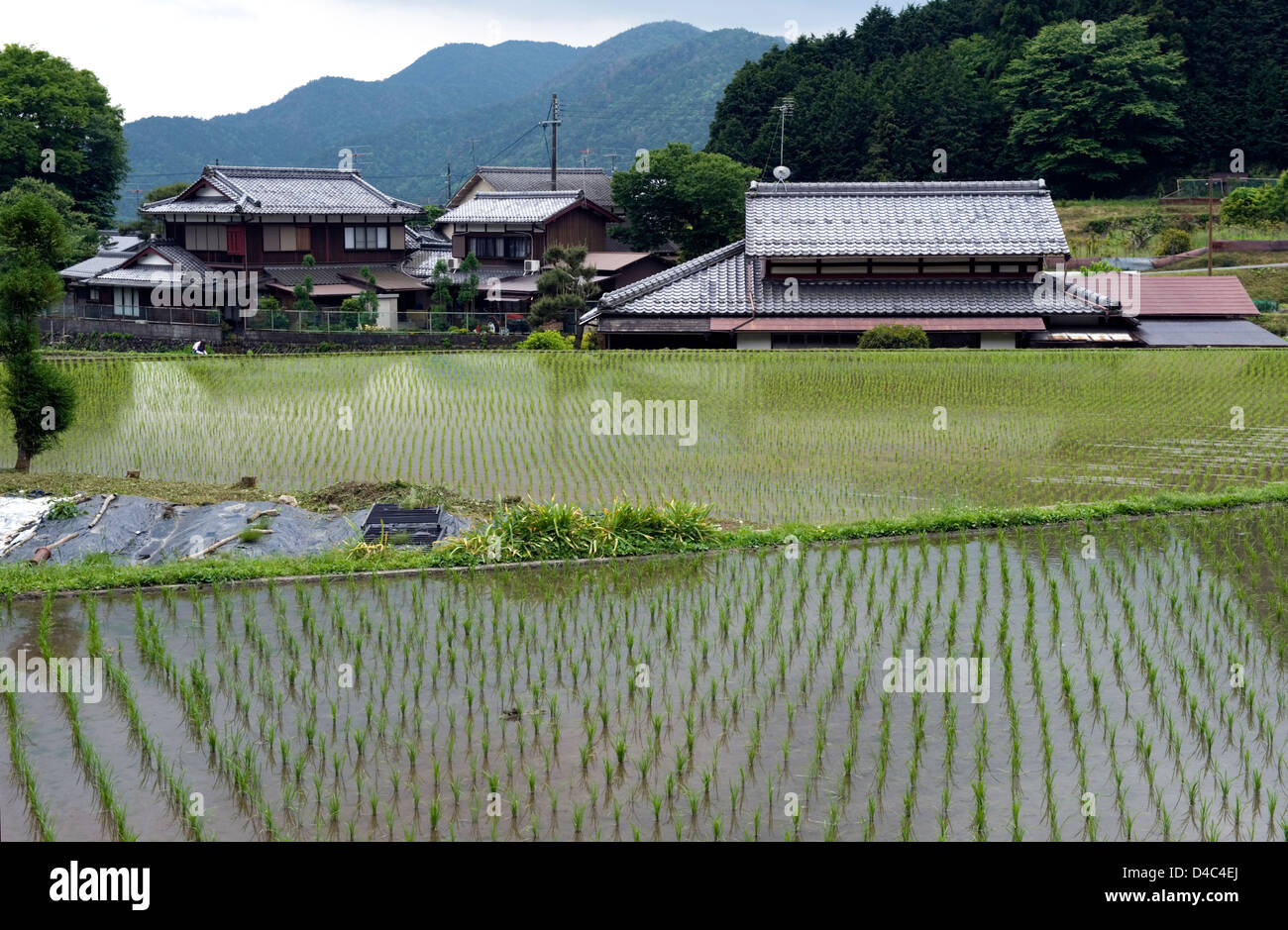 Flooded spring rice paddy with planted seedlings and farm houses clustered together in the rural countryside village of Ohara Stock Photo