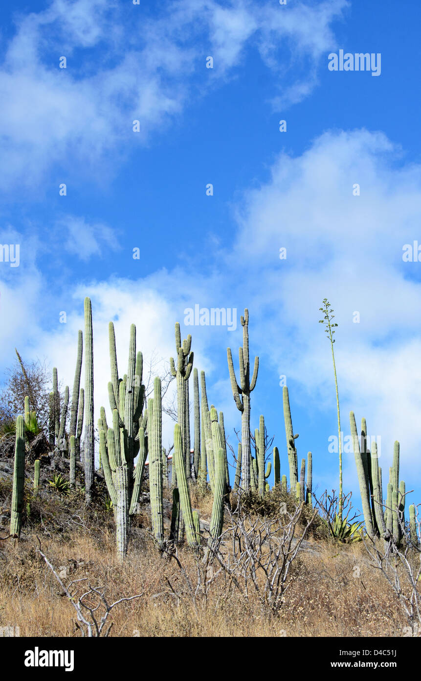 Tetetzo cacti at Hierve el Agua against a deep blue sky. Stock Photo
