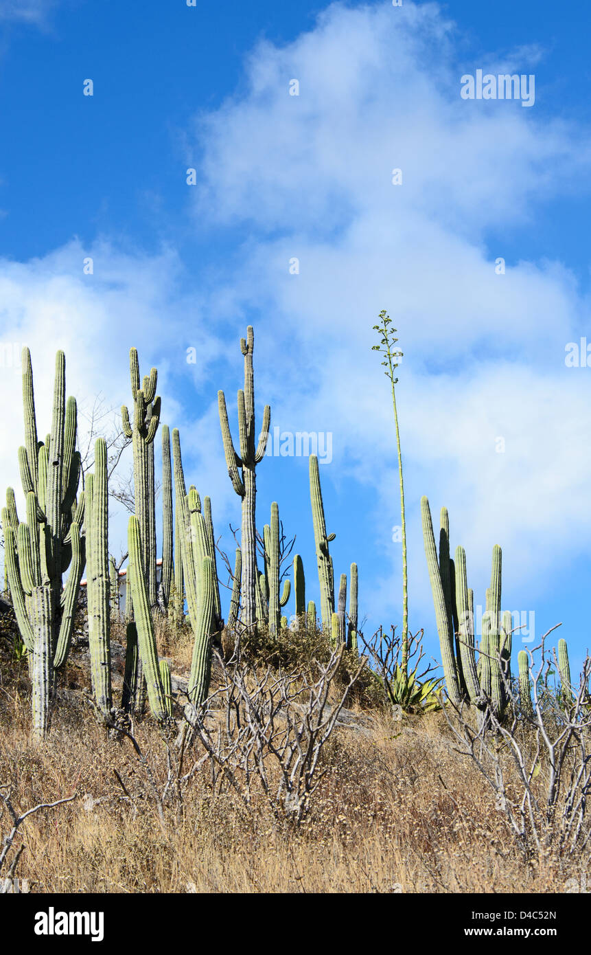 Higos De Teteche cacti at Hierve el Agua in Oaxaca state, Mexico. Stock Photo