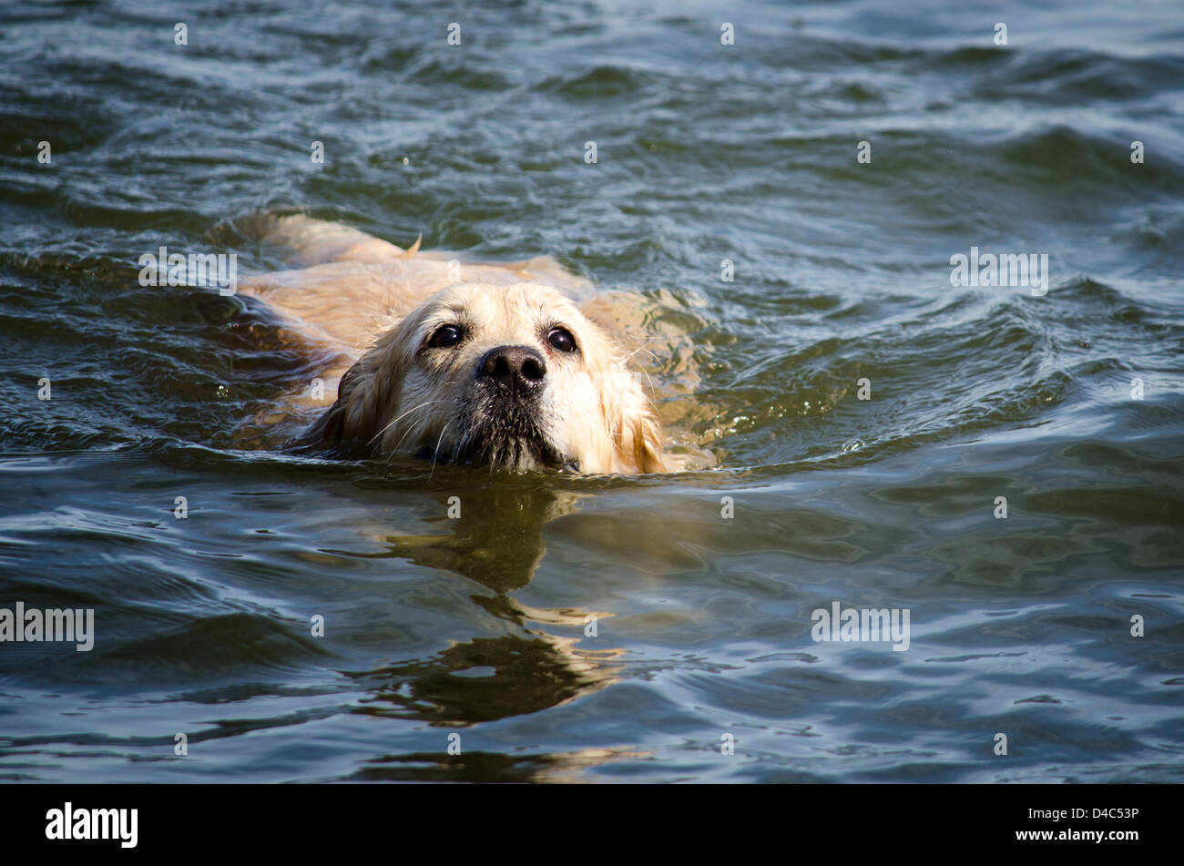 Chesapeake bay retriever swimming hi-res stock photography and images ...