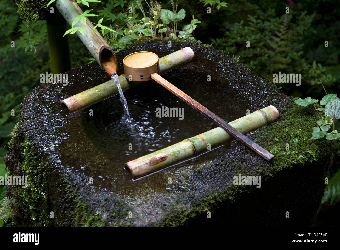 Water flowing from a bamboo spout into a tsukubai (stone water basin) with bamboo hishaku ladle in a Japanese garden. Stock Photo