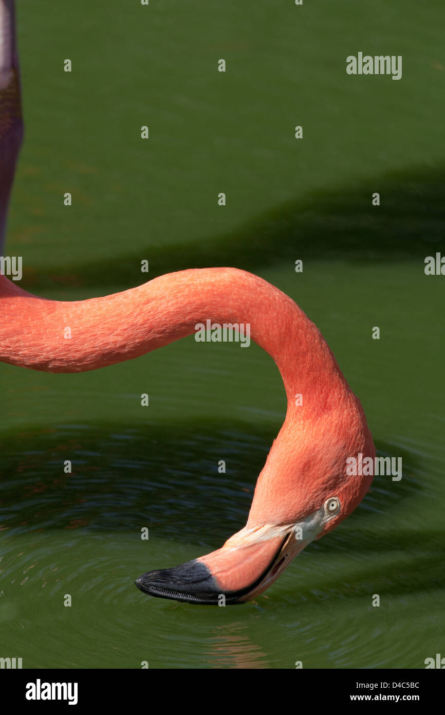 AMERICAN or CARIBBEAN FLAMINGO Phoencopterus ruber. Filter feeding