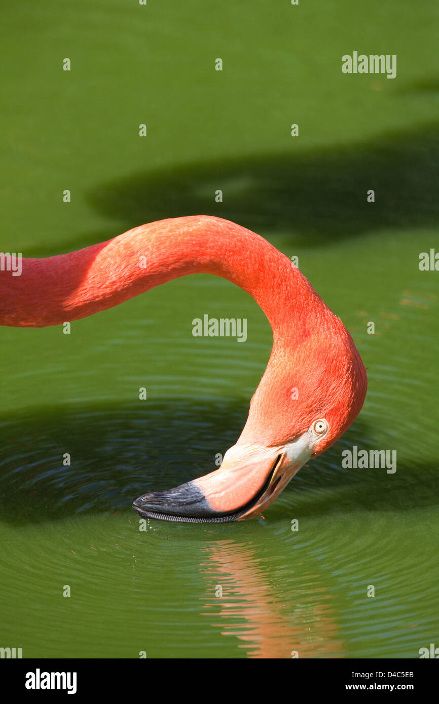 AMERICAN or CARIBBEAN FLAMINGO Phoencopterus ruber. Filter feeding; swaying head, bill scything side to side water across surface taking invertebrate Stock Photo