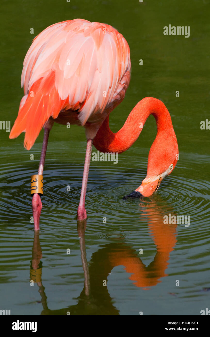 American, Caribbean, Cuban or Rosy Flamingos Phoenicopterus ruber ruber. More richly coloured American race of Greater Flamingo. Stock Photo