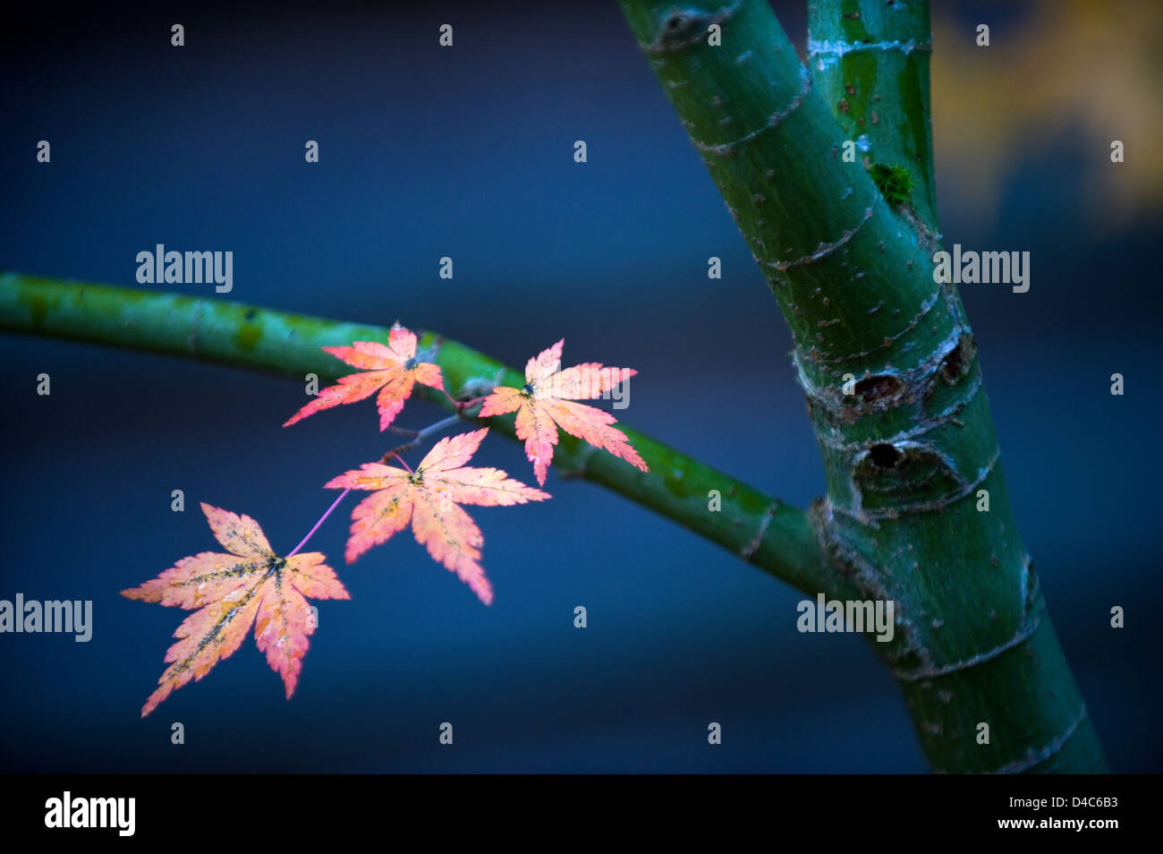 Artistic composition of yellow-orange Japanese maple foliage leaves in the autumn. Stock Photo