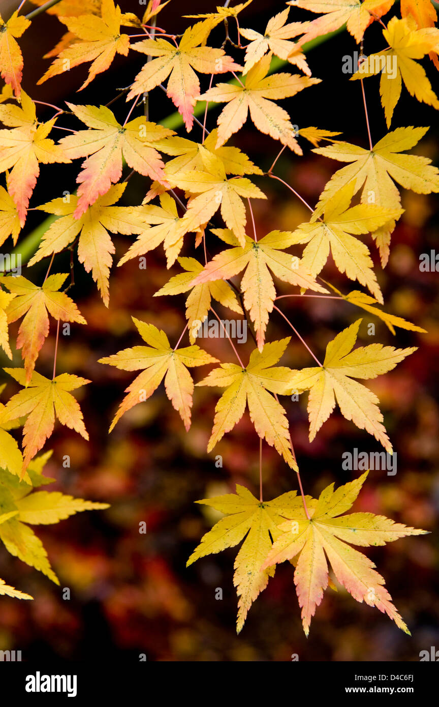 Artistic composition of yellow-orange Japanese maple foliage leaves in the autumn. Stock Photo